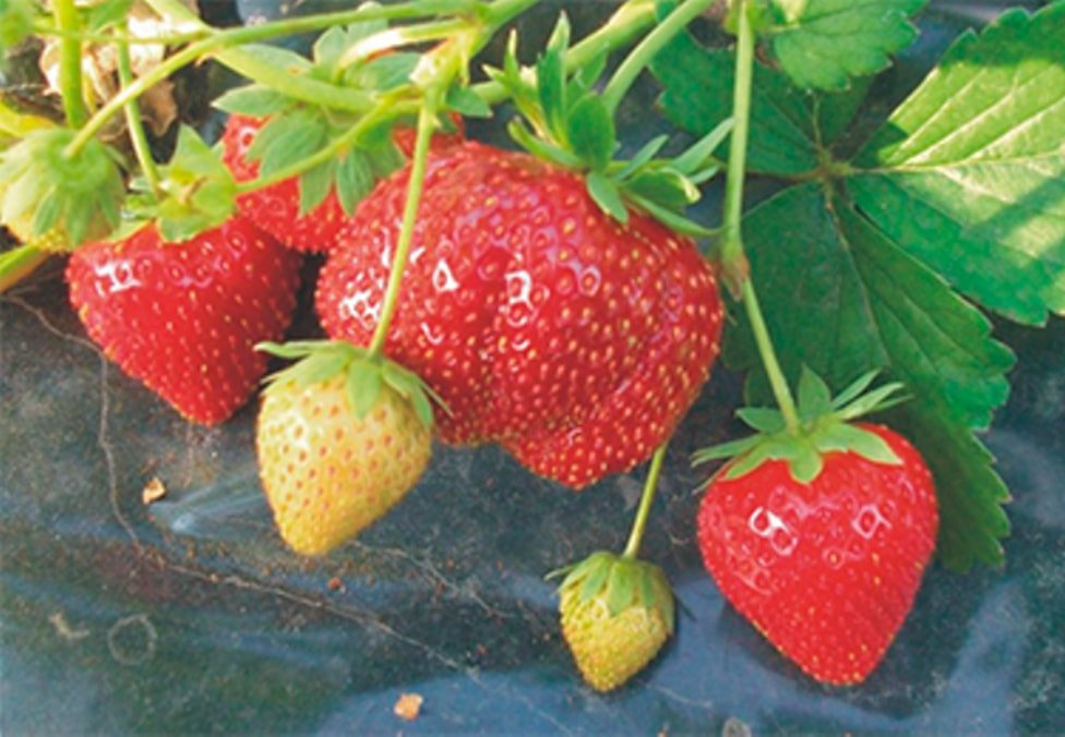 Клубника МАРМЕЛАДКА